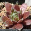 Vai alla scheda di Sempervivum cv. 'red delta'