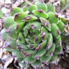 Vai alla scheda di Sempervivum cv. 'reinhard'