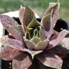 Vai alla scheda di Sempervivum cv. rotsandersteinriese