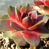 Vai alla scheda di Sempervivum cv. 'saluzzo'