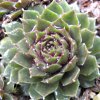 Vai alla scheda di Sempervivum cv. 'silberkarneol'