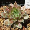 Vai alla scheda di Sempervivum cv. 'silberspitz'