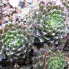 Vai alla scheda di Sempervivum cv. 'silver thaw'