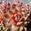 Vai alla scheda di Sempervivum cv. 'spherette'