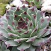 Vai alla scheda di Sempervivum cv. 'spinneweb'