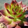 Vai alla scheda di Sempervivum cv. 'sunset'