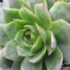 Vai alla scheda di Sempervivum cv. 'topaz'