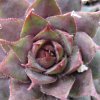 Vai alla scheda di Sempervivum cv. 'triste'