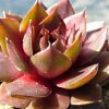 Vai alla scheda di Sempervivum cv. 'zirkon'