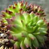 Vai alla scheda di Sempervivum dolomiticum