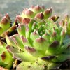 Vai alla scheda di Sempervivum giuseppii