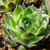 Vai alla scheda di Sempervivum italicum