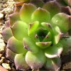 Vai alla scheda di Sempervivum kindingeri