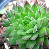 Vai alla scheda di Sempervivum macedonicum