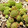 Vai alla scheda di Sempervivum montanum