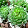 Vai alla scheda di Sempervivum nevadense