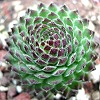 Vai alla scheda di Sempervivum octopodes v. apetalum