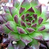 Vai alla scheda di Sempervivum ossetiense