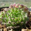 Vai alla scheda di Sempervivum pittonii