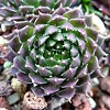 Vai alla scheda di Sempervivum pumilum