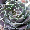 Vai alla scheda di Sempervivum reginae-amaliae cv. kambeecho