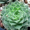 Vai alla scheda di Sempervivum reginae-amaliae cv. mavri petri