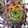 Vai alla scheda di Sempervivum sosnowskyi