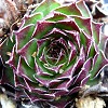 Vai alla scheda di Sempervivum tartaricum