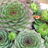 Vai alla scheda di Sempervivum tectorum