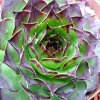 Vai alla scheda di Sempervivum tectorum f. clusianum