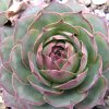 Vai alla scheda di Sempervivum tectorum ssp. verlotii