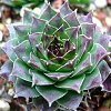 Vai alla scheda di Sempervivum tectorum v. boutignanum