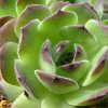 Vai alla scheda di Sempervivum transcaucasicum