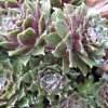 Vai alla scheda di Sempervivum webbianum