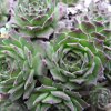 Vai alla scheda di Sempervivum x adenotrichum