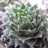 Vai alla scheda di Sempervivum x fauconnetii