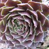 Vai alla scheda di Sempervivum x vaccarii