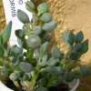 Vai alla scheda di Senecio citriformis