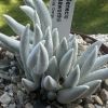 Vai alla scheda di Senecio haworthii