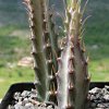 Vai alla scheda di Senecio stapeliiformis