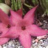 Vai alla scheda di Stapelia acuminata