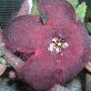 Vai alla scheda di Stapelia asterias