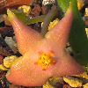 Vai alla scheda di Stapelia divaricata