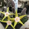 Vai alla scheda di Stapelia flavo-purpurea
