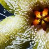 Vai alla scheda di Stapelia glandulifera