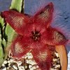 Vai alla scheda di Stapelia hirsuta