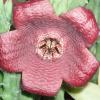 Vai alla scheda di Stapelia incomparabilis