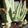 Vai alla scheda di Stapelia olivacea