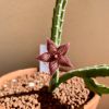 Vai alla scheda di Stapelia paniculata ssp. scitula