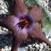 Vai alla scheda di Stapelia schinzii